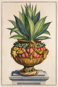 Aloe Americana Minor, from 